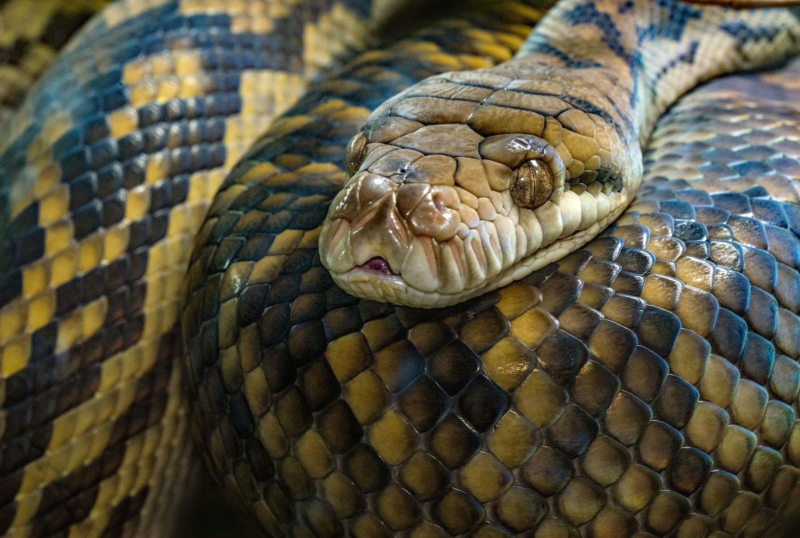 How will BTC and the CD20 Perform in the Year of the Snake? How will BTC and the CD20 Perform in the Year of the Snake?