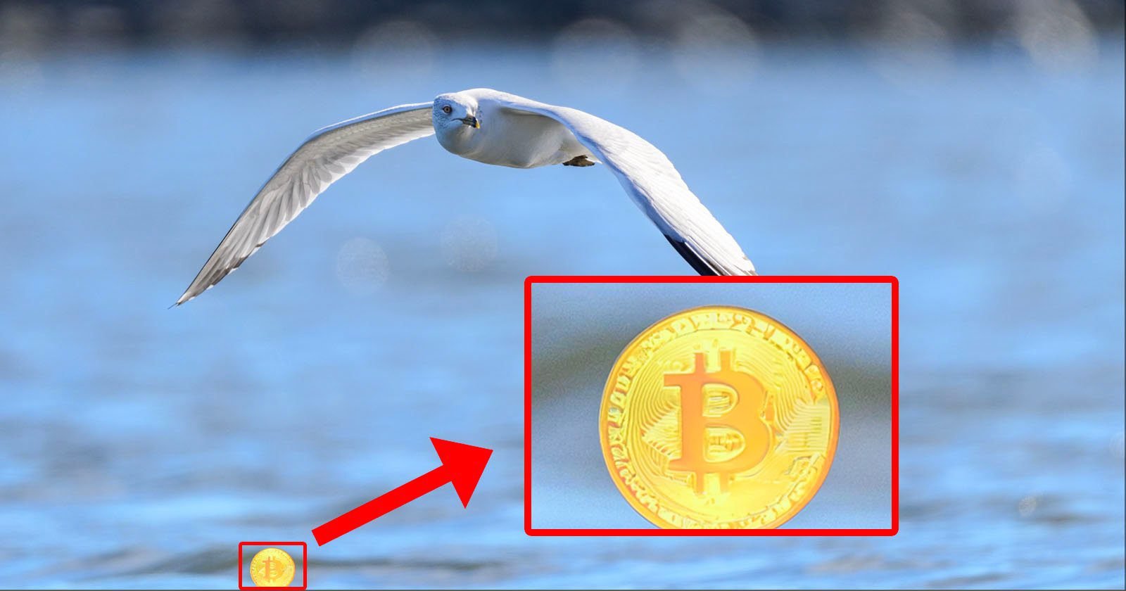 Adobe’s Generative AI Jumps The Shark, Adds Bitcoin to Bird Photo Adobe’s Generative AI Jumps The Shark, Adds Bitcoin to Bird Photo