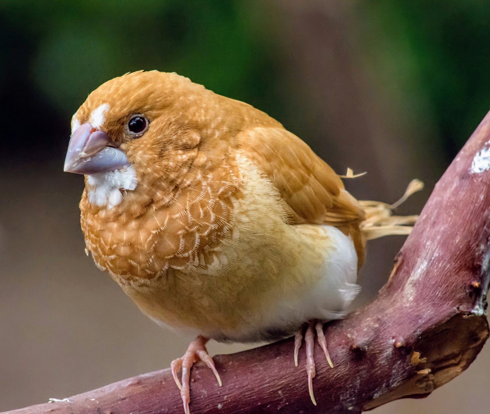 AI-generated birdsongs may shed new light on human language AI-generated birdsongs may shed new light on human language