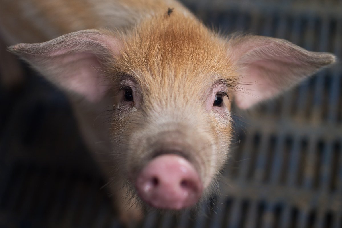 Researchers are training AI to interpret animal emotions Researchers are training AI to interpret animal emotions