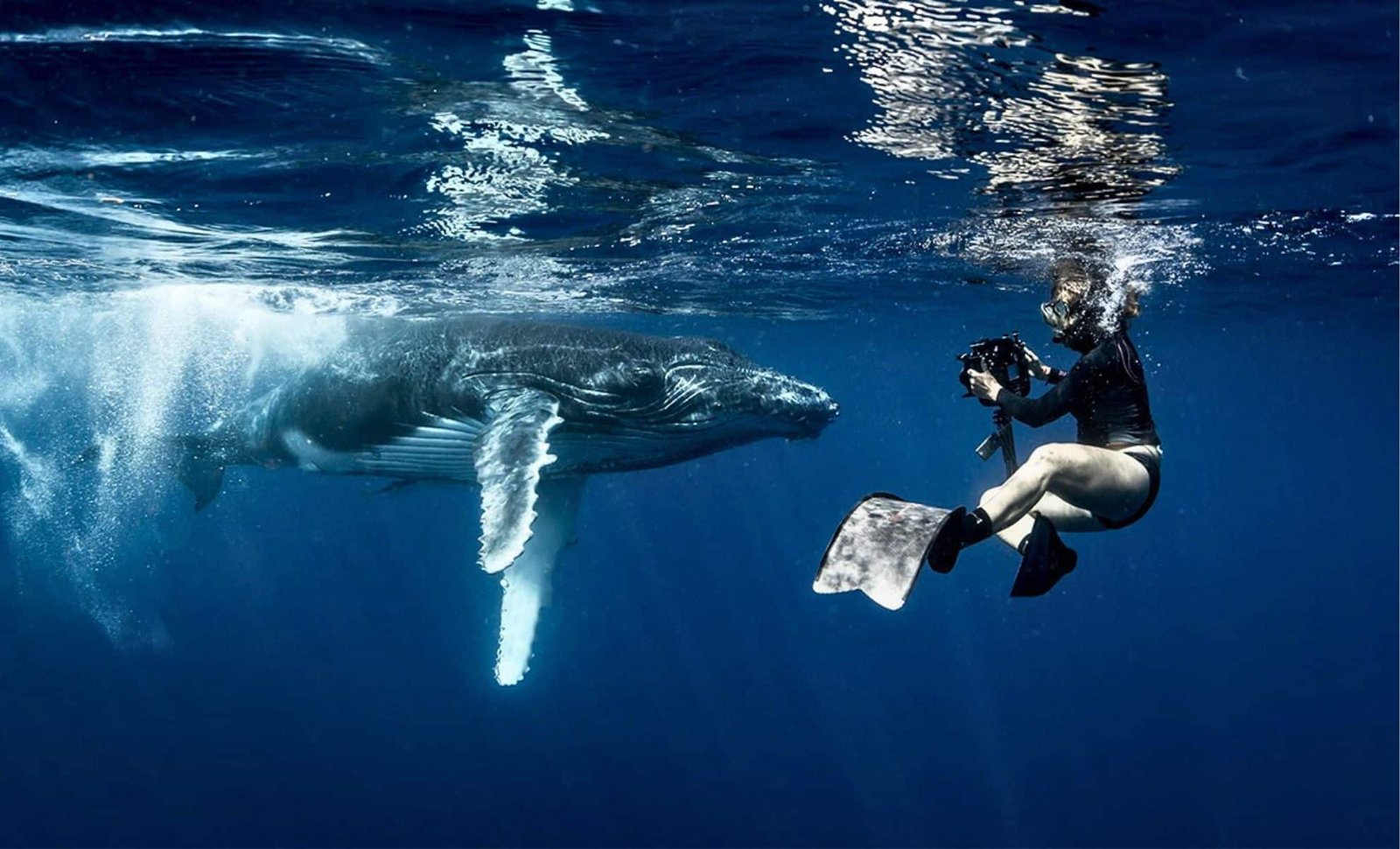 Groundbreaking AI Enables Scientists to Hold a 20-Minute ‘Real-Time Conversation’ with a Humpback Whale