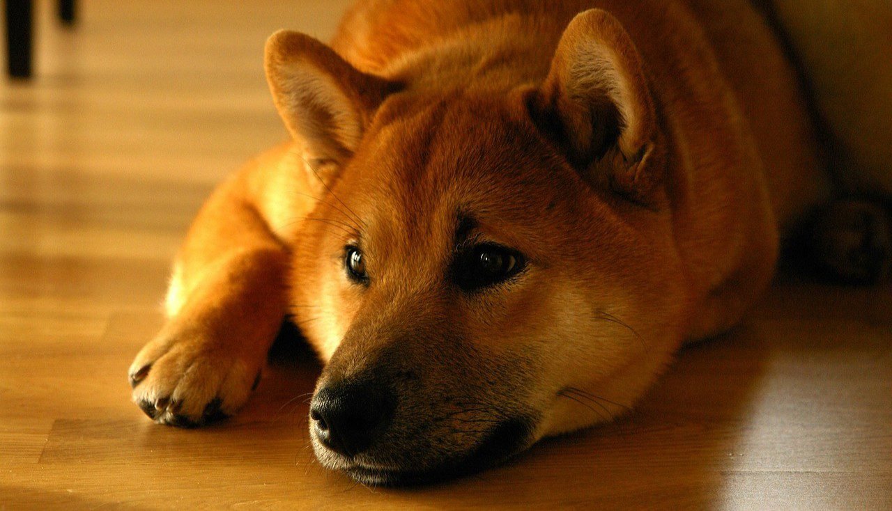 Bitcoin Analyst Says Shiba Inu Price Is Not Hitting , Here’s Why