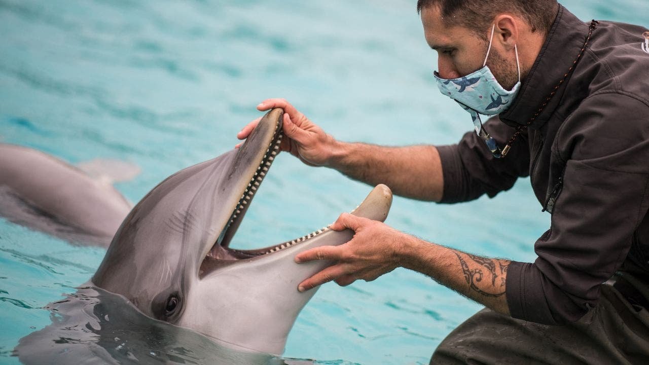 Google using AI to decode secret language of dolphins Google using AI to decode secret language of dolphins
