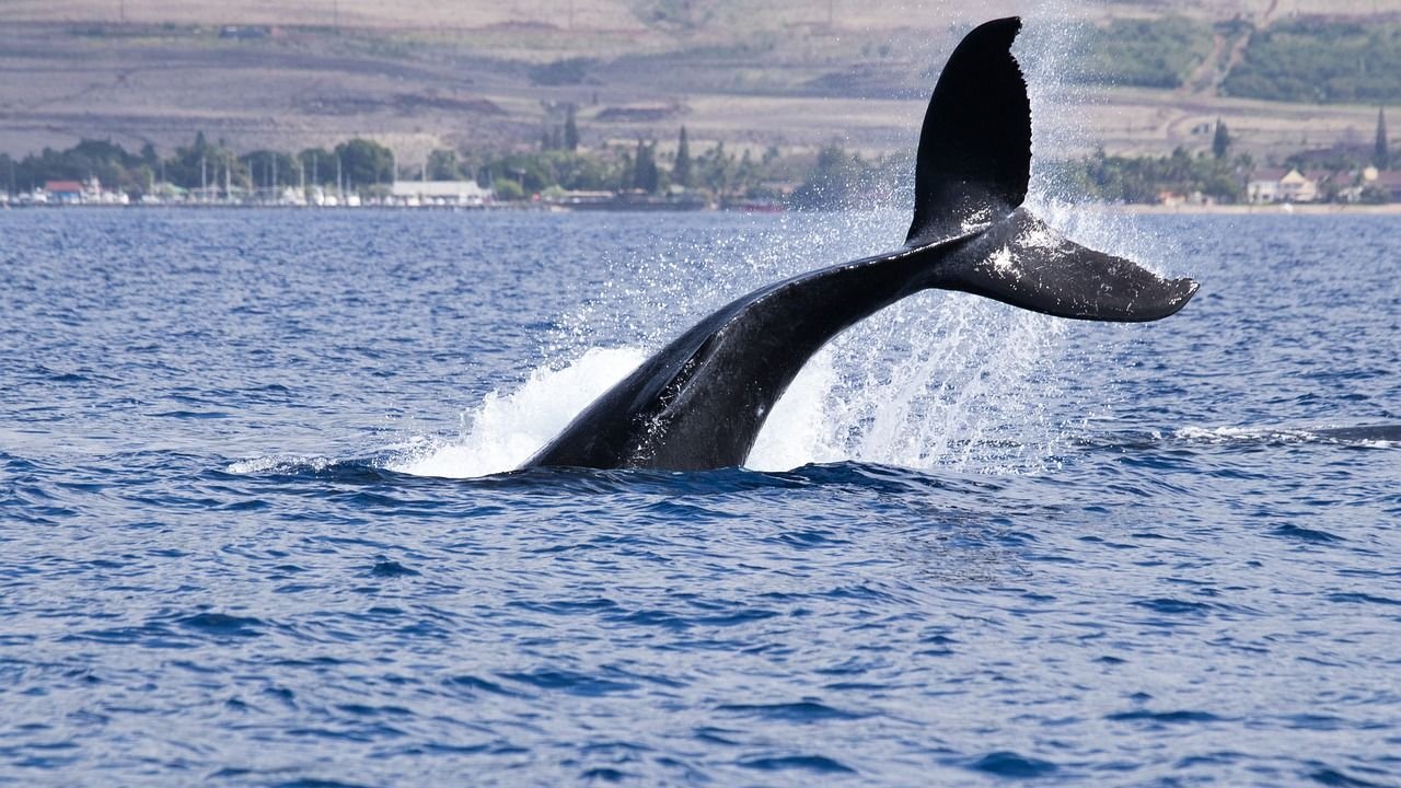 BTC Price Rangebound as Whales Begin Strategic Distribution BTC Price Rangebound as Whales Begin Strategic Distribution