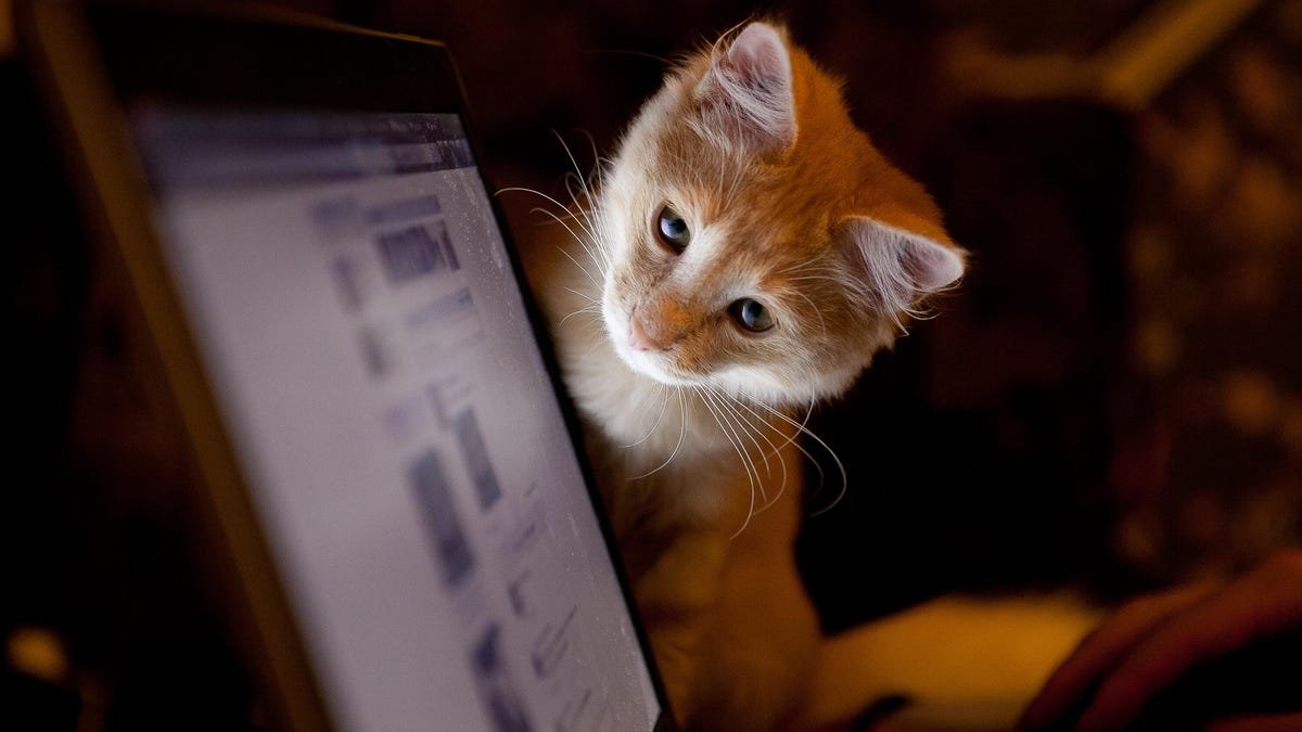 I talked to 5 AIs about my cat, Mr. Giggles – and it says a lot about the state of chatbots I talked to 5 AIs about my cat, Mr. Giggles – and it says a lot about the state of chatbots
