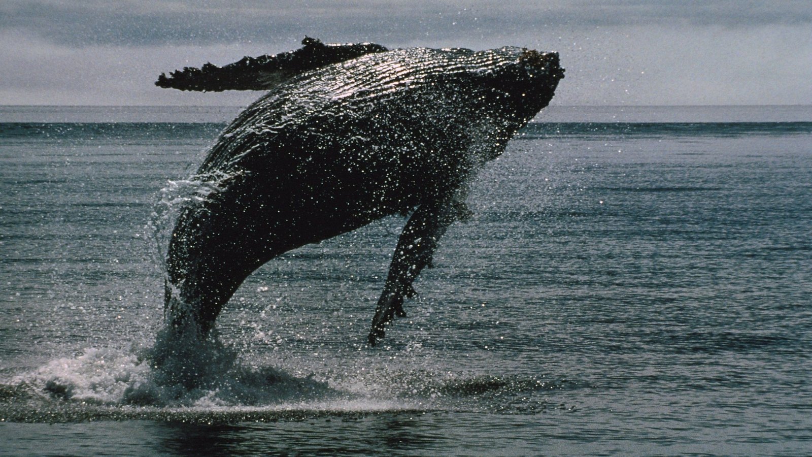 BTC Whales Wake Up From 14-Year Slumber to Move Over B of BTC, On-Chain Data Show BTC Whales Wake Up From 14-Year Slumber to Move Over B of BTC, On-Chain Data Show