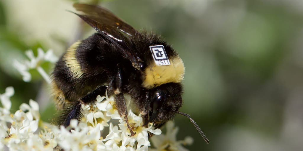 Bees wearing QR codes tracked by AI cameras to help researchers save them in the wild