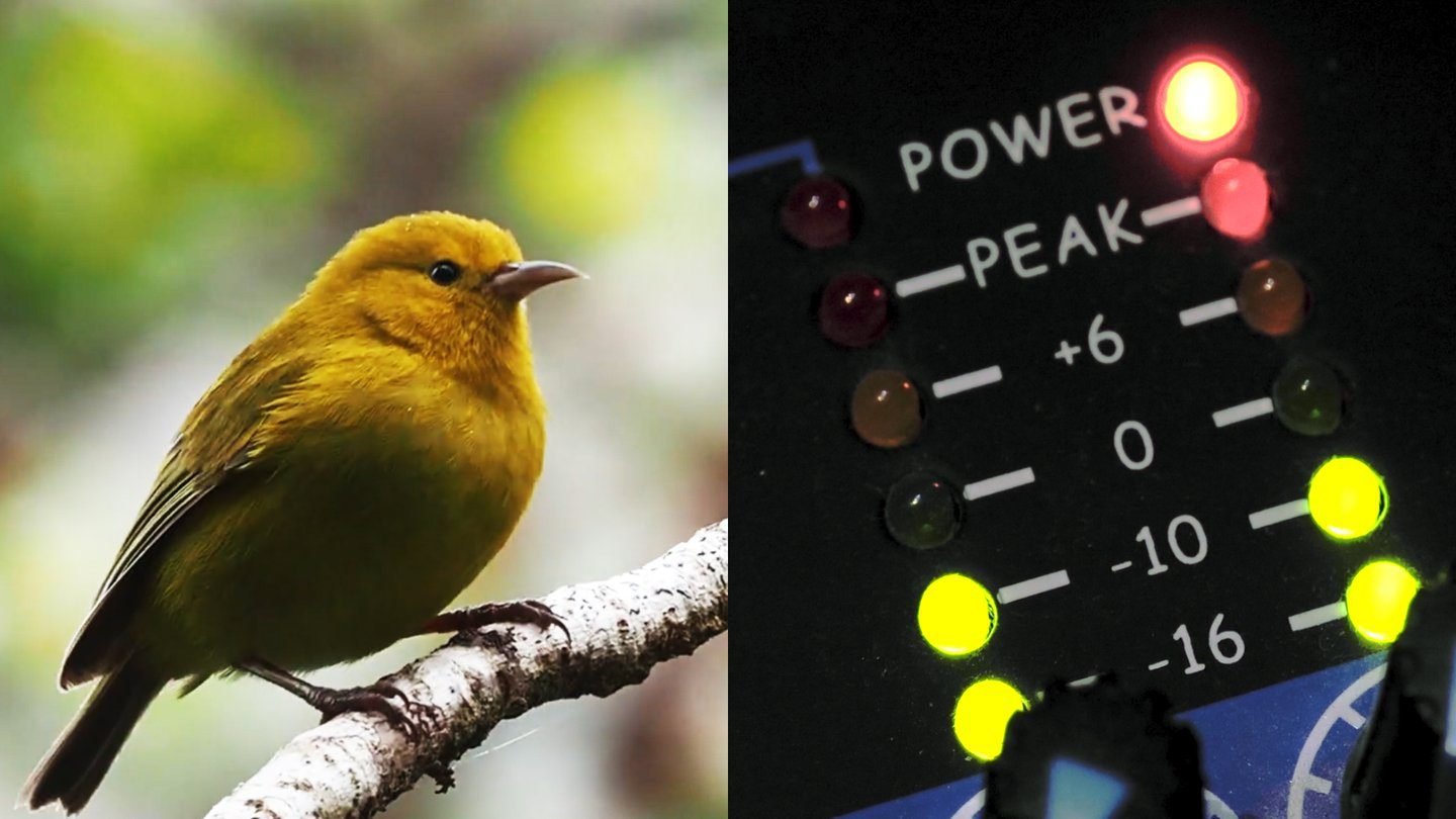 New Perch AI model helps protect endangered species New Perch AI model helps protect endangered species