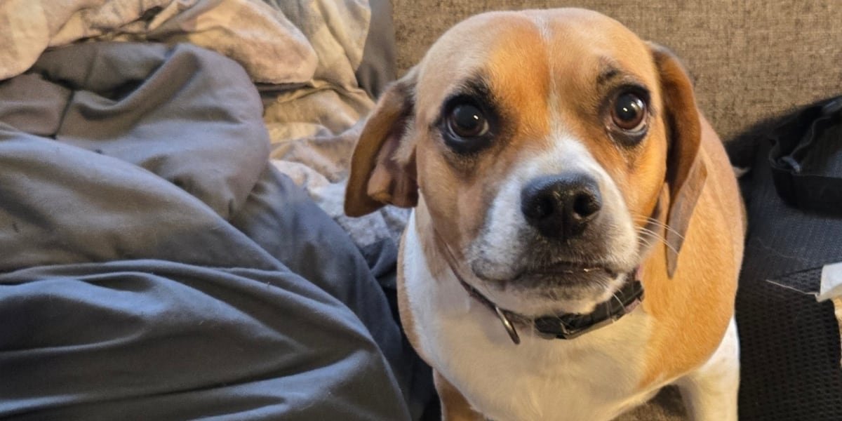 Scammers harass heartbroken pet owner with AI images of his missing dog