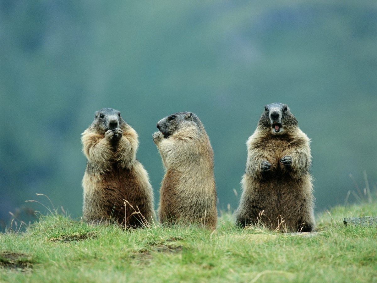 3 Faces of Generative AI? Which One Has Most Business Value?