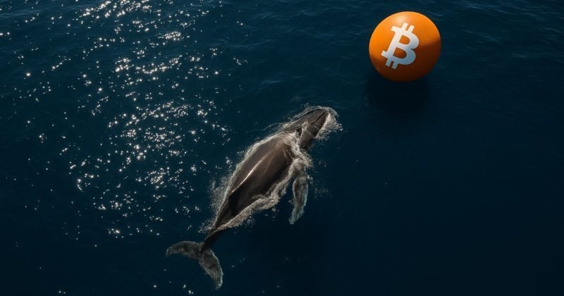 Bitcoin whale accumulates 6.6M in BTC
