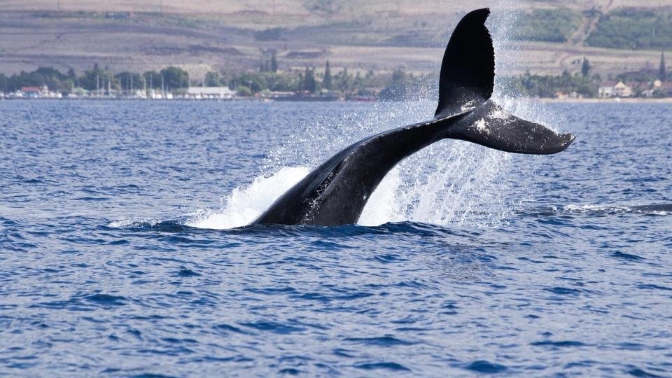 ‘OG’ Whale Raises Bearish BTC Bet Worth Over 0M