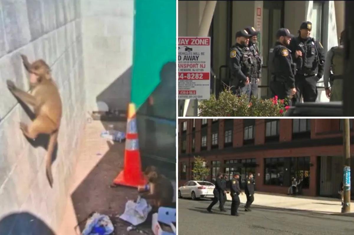 AI-generated monkey hoax had Newark cops going bananas searching for loose primates AI-generated monkey hoax had Newark cops going bananas searching for loose primates