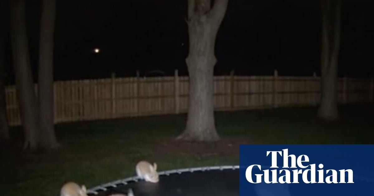 Macquarie Dictionary announces ‘AI slop’ as its word of the year, beating out Ozempic face | Artificial intelligence (AI)