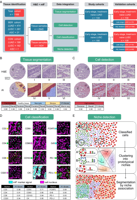 AI-powered spatial cell phenomics enhances risk stratification in non-small cell lung cancer