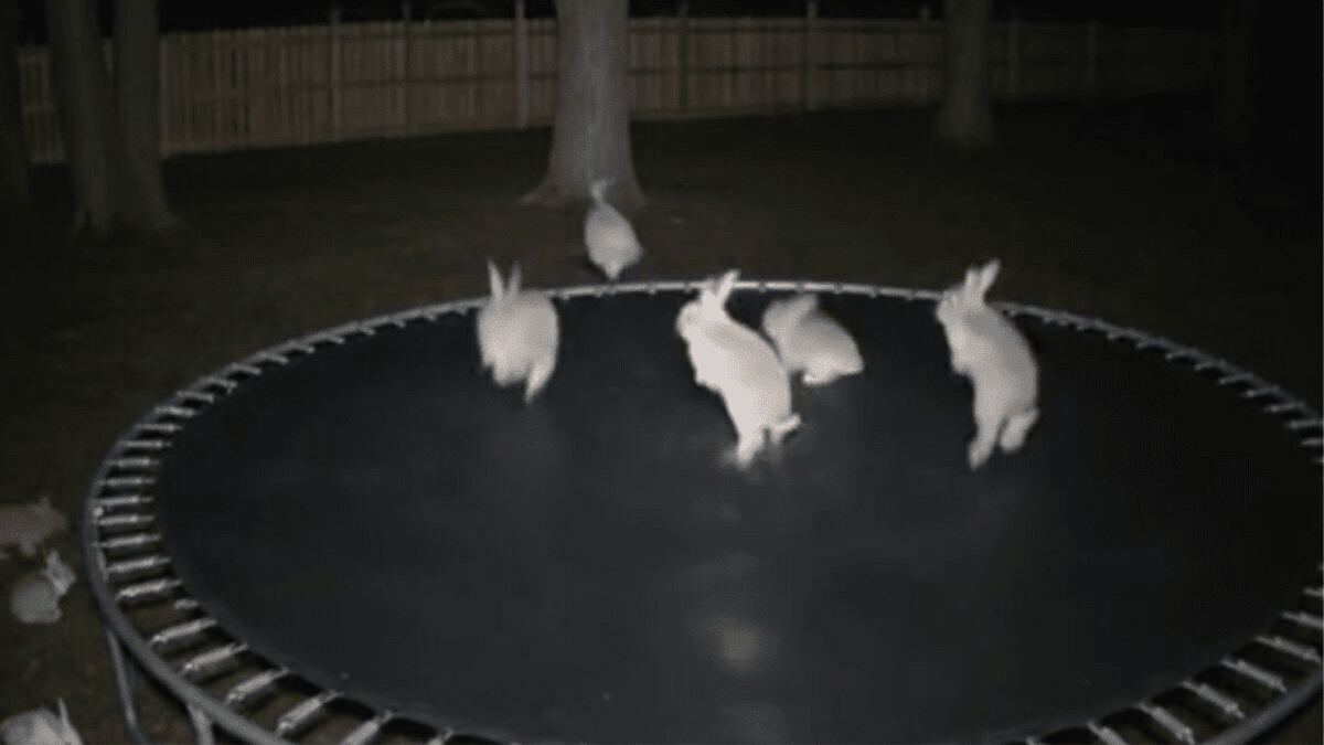 AI videos of animals could be dangerous. Here’s how to spot them.